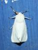Spilosoma urticae